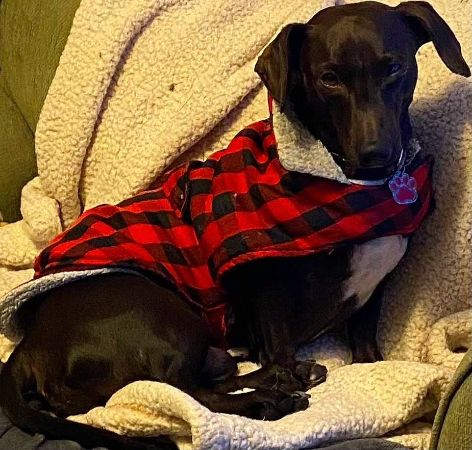Mac is registered to the contest to win money with this photo: canidae, carnivore, collar, comfort, companion_dog, dog, dog_breed, dog_clothes, dog_collar, dog_supply, fashion_accessory, fawn, pattern, personal_protective_equipment, pet_supply, plaid, snout, sporting_group, tints_and_shades, working_animal