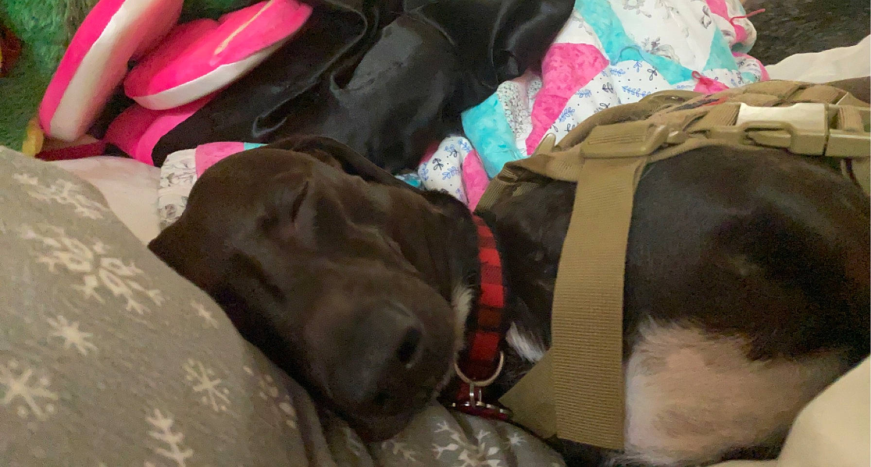 Mac is registered to the contest to win money with this photo: bag, baggage, brown, canidae, carnivore, collar, comfort, companion_dog, dog, dog_breed, dog_collar, dog_supply, fawn, fur, linens, liver, luggage_and_bags, pet_supply, sporting_group, working_animal