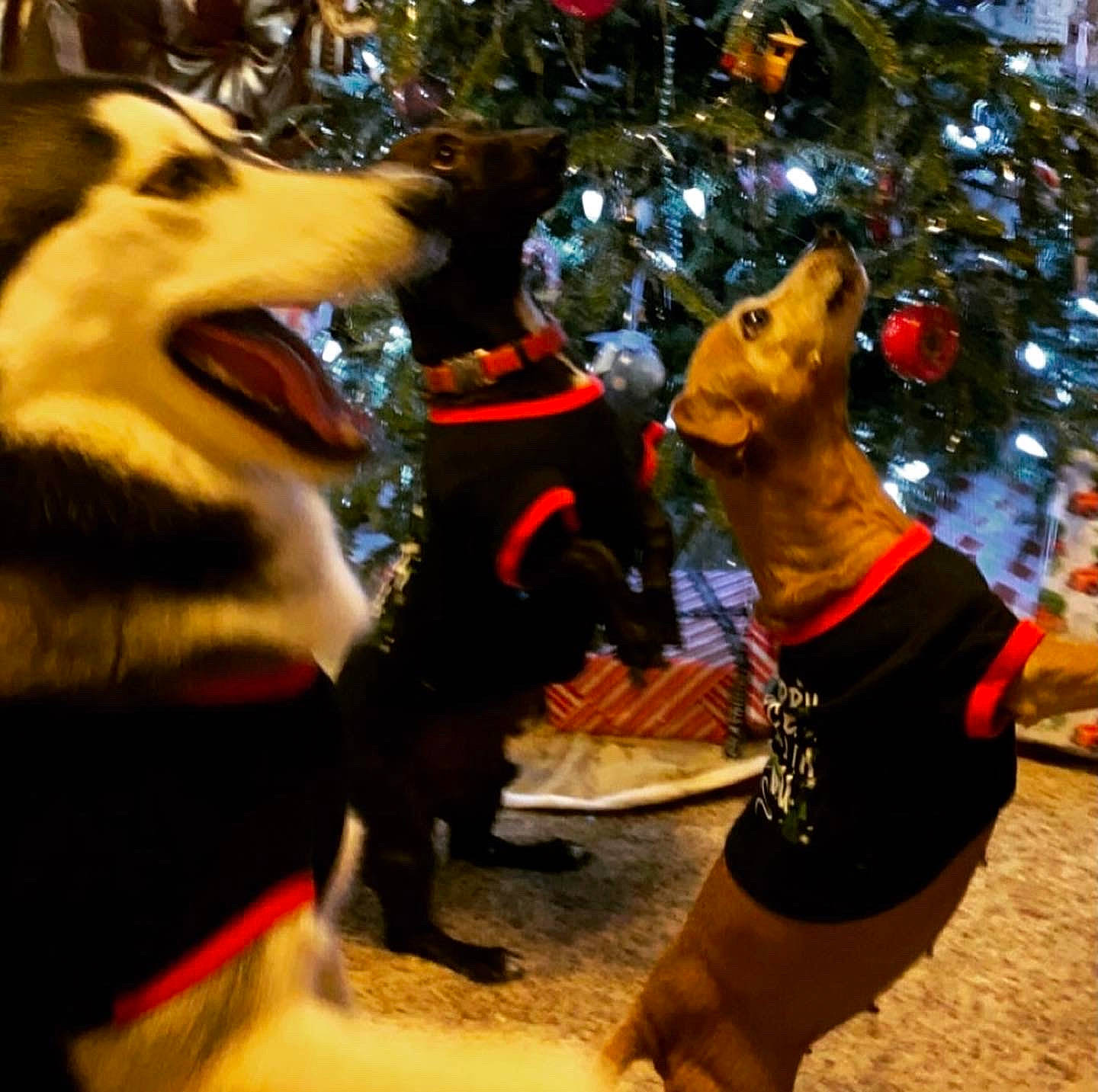 Mac joined the competition — help win amazing prizes! canidae, carnivore, christmas, christmas_tree, companion_dog, conifer, dog, dog_breed, dog_supply, event, fang, fawn, fun, fur, holiday, snout, sporting_group, tradition, tree, working_animal