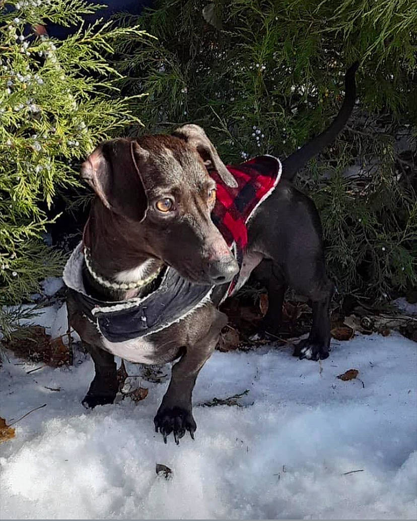 Mac is registered to the contest to win money with this photo: adventure, canidae, carnivore, collar, companion_dog, dog, dog_breed, dog_collar, dog_supply, fawn, grass, leash, liver, pet_supply, plant, snout, snow, sporting_group, terrestrial_animal, working_animal