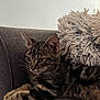 cat, tabby_cat, feline, pet, animal, couch, sofa, pillow, indoor, relaxed, resting, fur, whiskers, ears, paw, crossed_paws, texture, home, cozy, minimalist