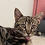 cat, tabby, licking, fur, closeup, pet, animal, whiskers, ears, eyes, indoor, curious, cute, feline, face, portrait, domestic, striped, young, playful