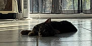 Woody a rejoint le concours — aidez-le/la à gagner de superbes lots ! cat, tabby, floor, tile, indoor, pet, relaxed, lying_down, window, curtains, fan, sunlight, shadow, home, animal, domestic, quiet, resting, calm, daylight