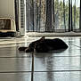 cat, tabby, floor, tile, indoor, pet, relaxed, lying_down, window, curtains, fan, sunlight, shadow, home, animal, domestic, quiet, resting, calm, daylight