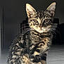 cat, kitten, tabby, striped, fur, whiskers, ears, eyes, sitting, floor, indoor, pet, animal, feline, portrait, closeup, curious, young, domestic_cat, cute
