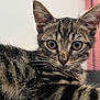 cat, kitten, tabby, close_up, fur, whiskers, ears, eyes, pet, animal, cute, curious, indoor, portrait, young, feline, striped, mammal, soft, background_blur