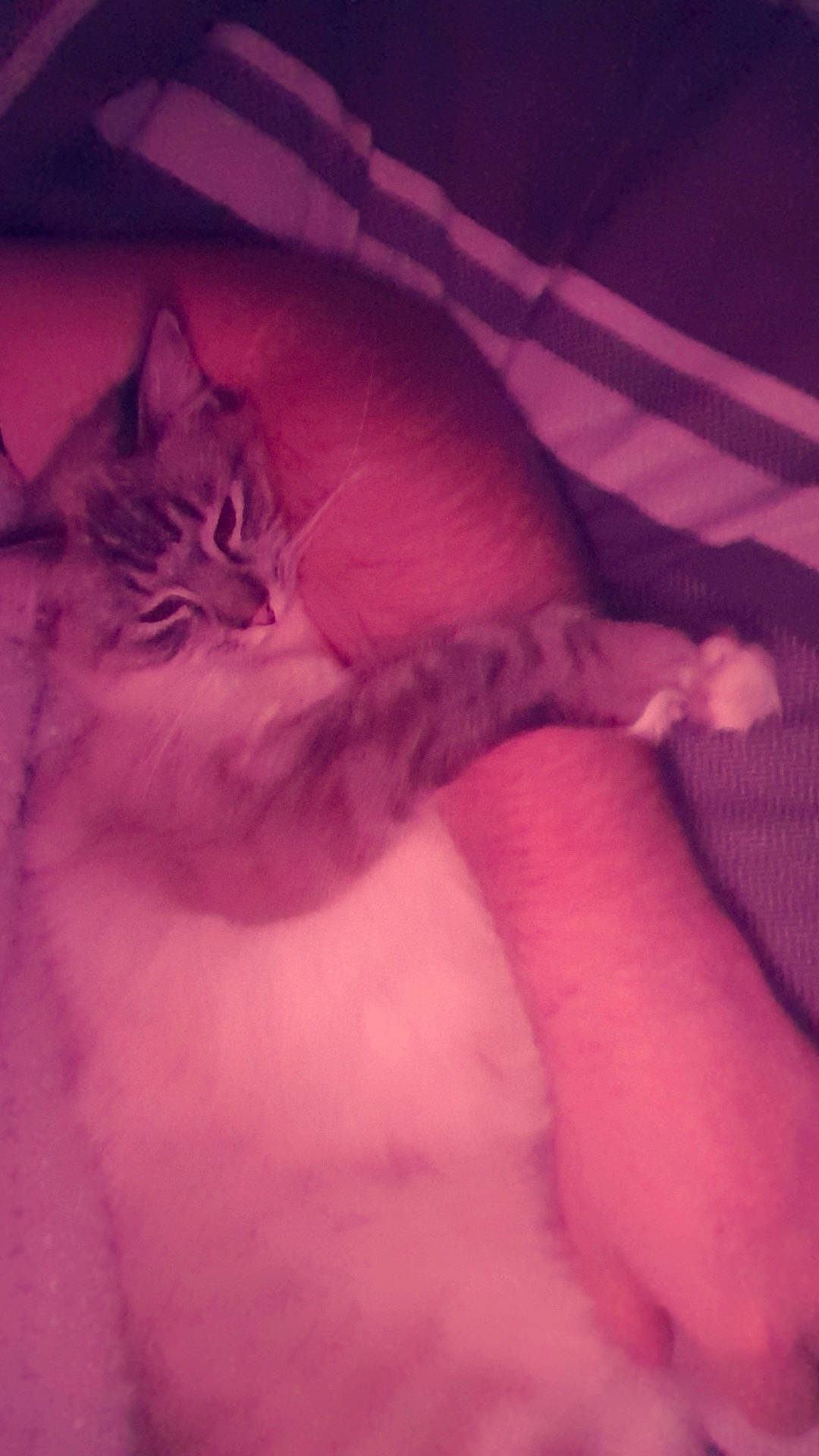 Darcy is registered to the contest to win money with this photo: bed, carnivore, cat, cloud, comfort, eye, fawn, felidae, fur, linens, magenta, paw, pink, purple, sky, small_to_medium_sized_cats, snout, tail, tints_and_shades, whiskers