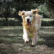 Jax a rejoint le concours — aidez-le/la à gagner de superbes lots ! dog, golden_retriever, running, grass, outdoor, happy, pet, animal, nature, playful, canine, fur, ears, tongue, sunlight, field, mammal, walk, daytime, smile