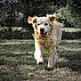 dog, golden_retriever, running, grass, outdoor, happy, pet, animal, nature, playful, canine, fur, ears, tongue, sunlight, field, mammal, walk, daytime, smile