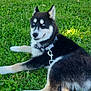 Aïko a rejoint le concours — aidez-le/la à gagner de superbes lots ! dog, husky, puppy, blue_eyes, collar, leash, grass, outdoor, pet, canine, fur, animal, nature, relaxed, lying_down, daylight, greenery, young_dog, cute, adorable