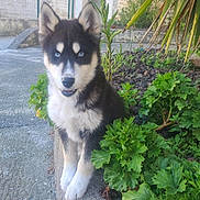 Aïko a rejoint le concours — aidez-le/la à gagner de superbes lots ! puppy, dog, husky, blue_eyes, outdoor, plants, greenery, concrete, curious, young, fur, ears, nature, pet, sitting, animal, daylight, garden, portrait, cute