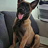 dog, puppy, couch, indoor, pet, young_dog, tongue_out, ears_up, sitting, happy, canine, domestic_animal, fur, collar, household, living_room, curious, playful, animal, friendly
