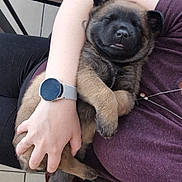 Aria participe au concours pour gagner de l'argent avec cette photo : puppy, dog, sleeping, arms, person, watch, smartwatch, purple_shirt, chair, table, floor, tiles, relaxing, cute, pet, indoor, napping, tongue_out, hand, holding