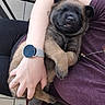 puppy, dog, sleeping, arms, person, watch, smartwatch, purple_shirt, chair, table, floor, tiles, relaxing, cute, pet, indoor, napping, tongue_out, hand, holding