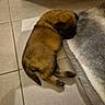 puppy, dog, sleeping, floor, tile, pet_bed, brown, indoor, cozy, resting, small_dog, fur, wooden_table, quiet, calm, animal, cute, domestic, side_view, young_dog