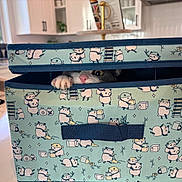 Muffin joined the competition — help win amazing prizes! cat, paw, storage_box, panda_pattern, curious, indoor, kitchen, playful, pet, animal, container, feline, claw, peek, cute, domestic, household, curiosity, funny, hiding