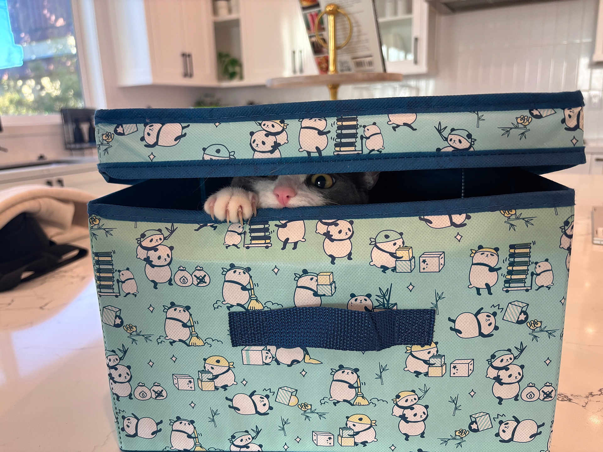 Muffin joined the competition — help win amazing prizes! cat, paw, storage_box, panda_pattern, curious, indoor, kitchen, playful, pet, animal, container, feline, claw, peek, cute, domestic, household, curiosity, funny, hiding