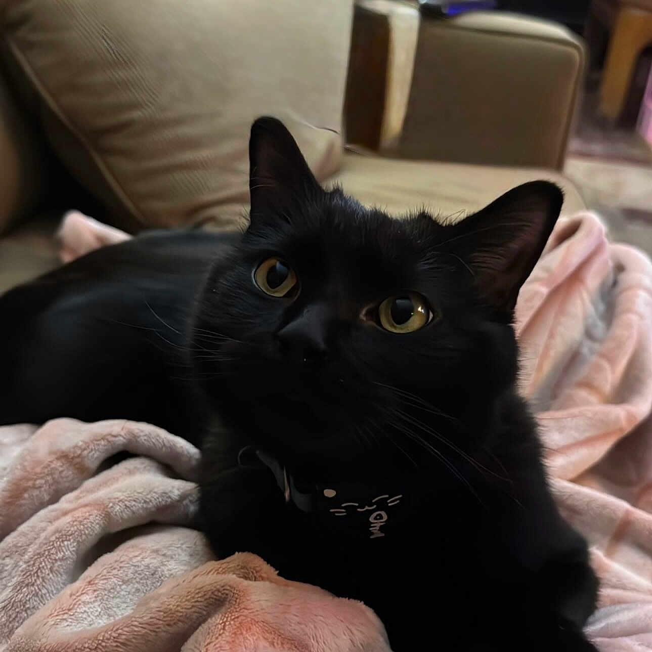 Salem is registered to the contest to win money with this photo: black_cat, cat, pet, feline, yellow_eyes, blanket, soft_texture, couch, indoor, cozy, fur, whiskers, relaxed, animal, domestic, comfort, living_room, home, resting, curious