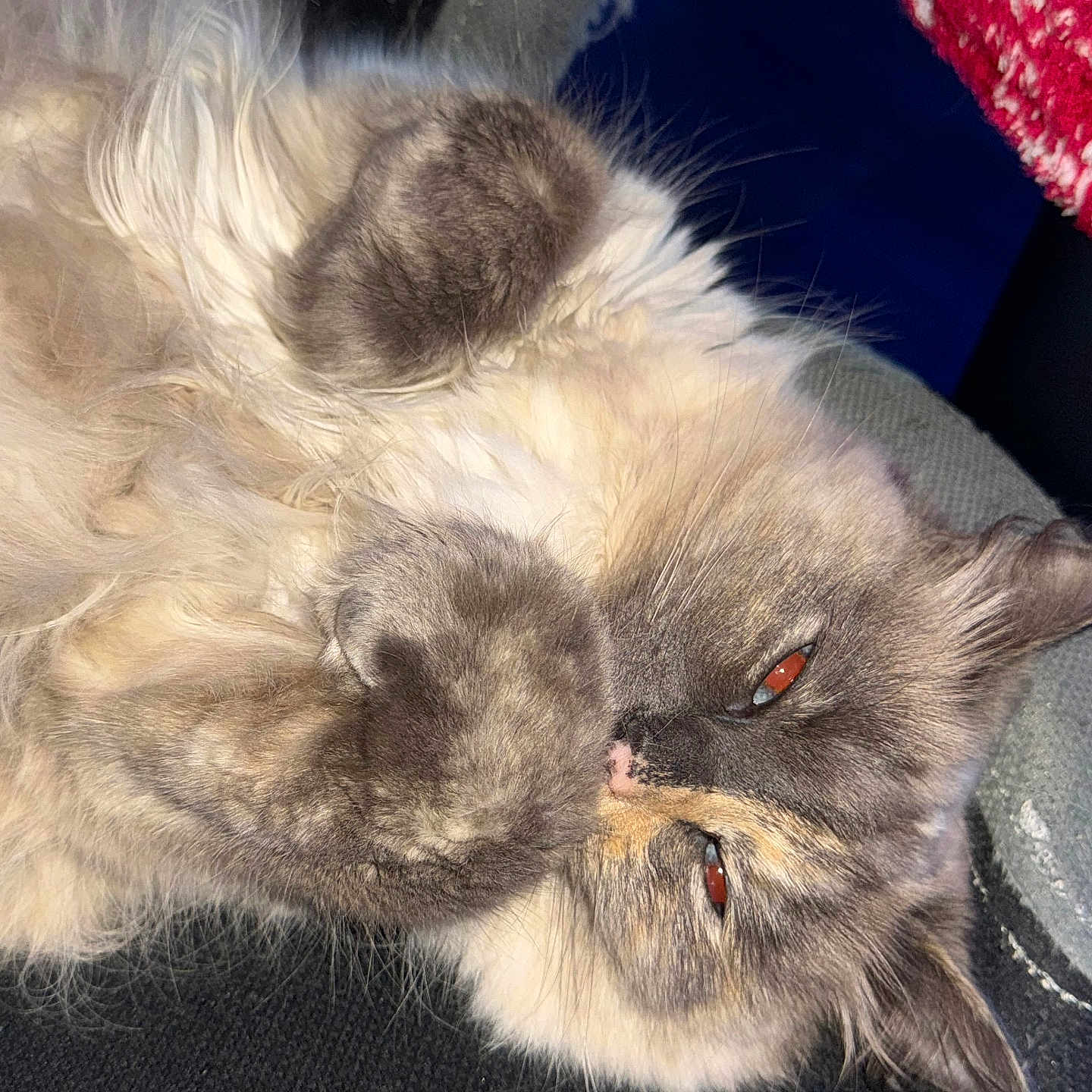 Louchette participe au concours pour gagner de l'argent avec cette photo : accessories, angora, animal, bodypart, cat, chair, couch, cushion, furniture, homedecor, indoors, kitten, manx, mouth, person, pet, siamese, sleeping, snout, toy