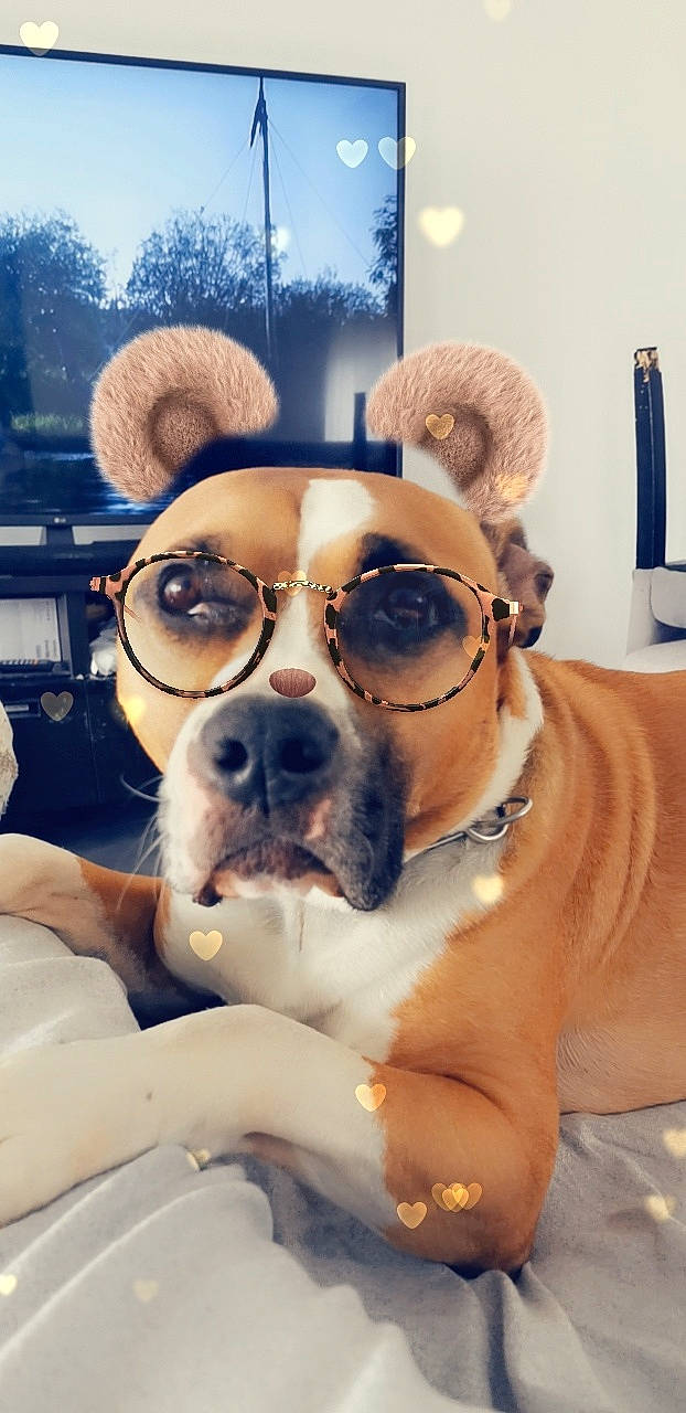 Jairo participe au concours pour gagner de l'argent avec cette photo : bulldog, canidae, carnivore, companion_dog, cool, dog, dog_breed, ear, eyewear, fawn, fun, glasses, mammal, non_sporting_group, nose, puppy_love, selfie, snout, sporting_group, sunglasses