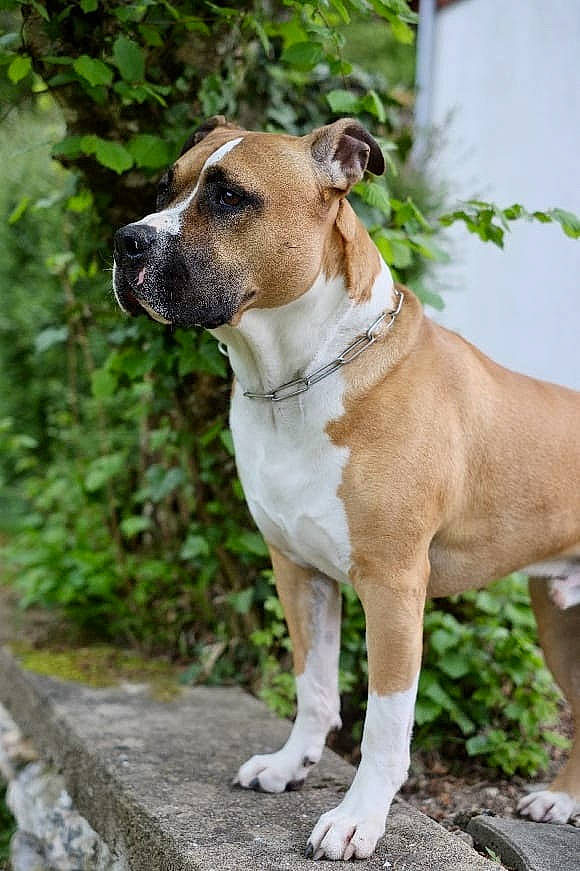 Jairo participe au concours pour gagner de l'argent avec cette photo : american_pit_bull_terrier, american_staffordshire_terrier, ancient_dog_breeds, bulldog, canidae, carnivore, collar, companion_dog, dog, dog_breed, fawn, mammal, molosser, non_sporting_group, perro_de_presa_mallorquin, rare_breed_dog, snout, sporting_group, staffordshire_bull_terrier, vertebrate