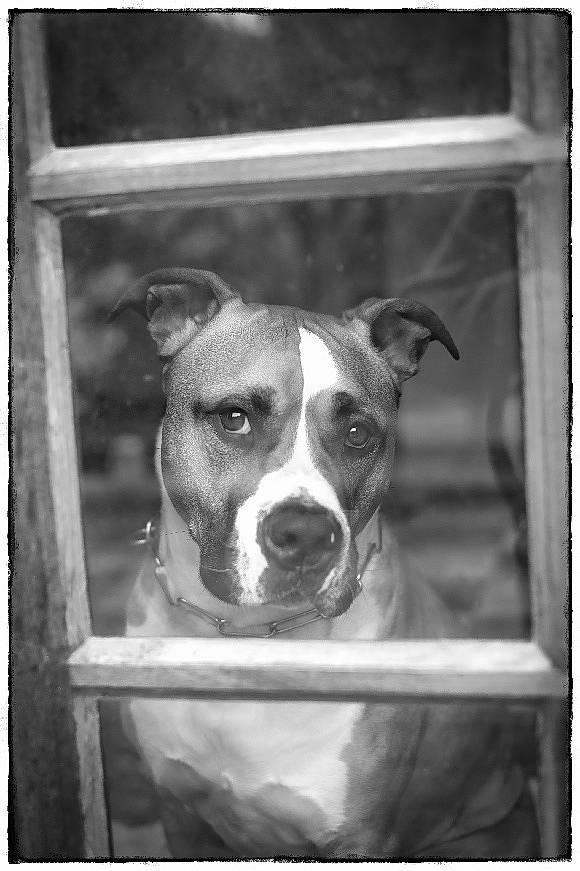 Jairo a rejoint le concours — aidez-le/la à gagner de superbes lots ! american_pit_bull_terrier, american_staffordshire_terrier, black_and_white, bull_and_terrier, canidae, carnivore, dog, dog_breed, fawn, mammal, non_sporting_group, photography, pit_bull, snout, staffordshire_bull_terrier