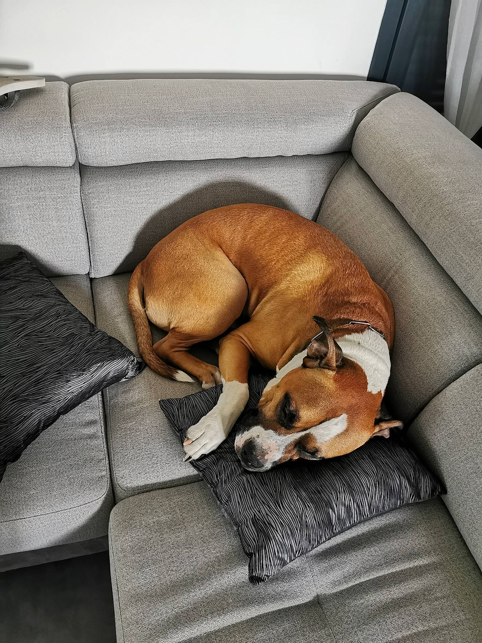 Jairo a rejoint le concours — aidez-le/la à gagner de superbes lots ! beagle, boxer, canidae, carnivore, comfort, companion_dog, couch, dog, dog_breed, fawn, furniture, harrier, mammal, nap, puppy, puppy_love, sleep