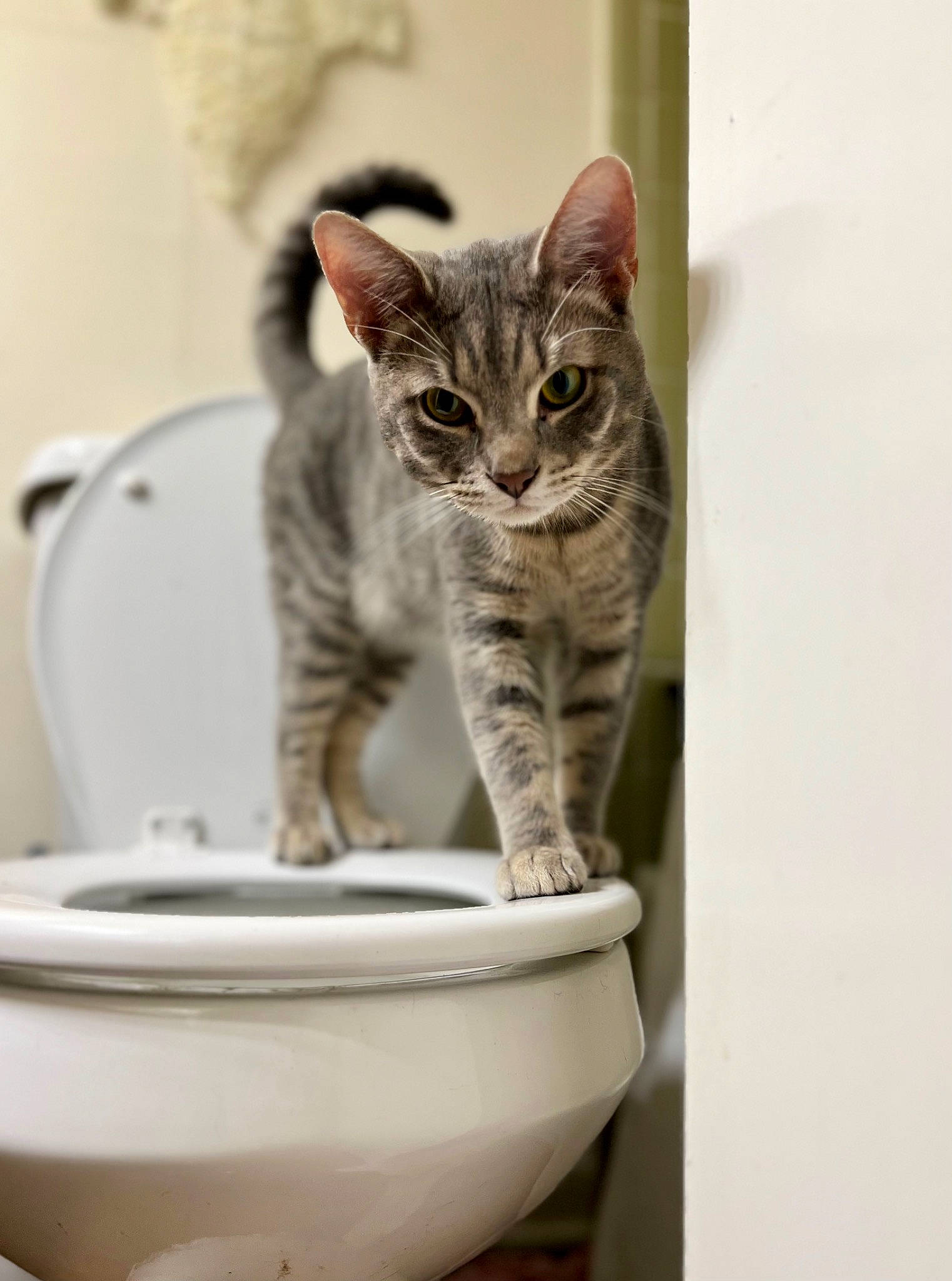 Ashton joined the competition — help win amazing prizes! animal_feed, carnivore, cat, cat_supply, ceramic, dishware, domestic_short_haired_cat, felidae, fur, pet_supply, plumbing, plumbing_fixture, porcelain, pottery, serveware, small_to_medium_sized_cats, snout, tail, terrestrial_animal, whiskers