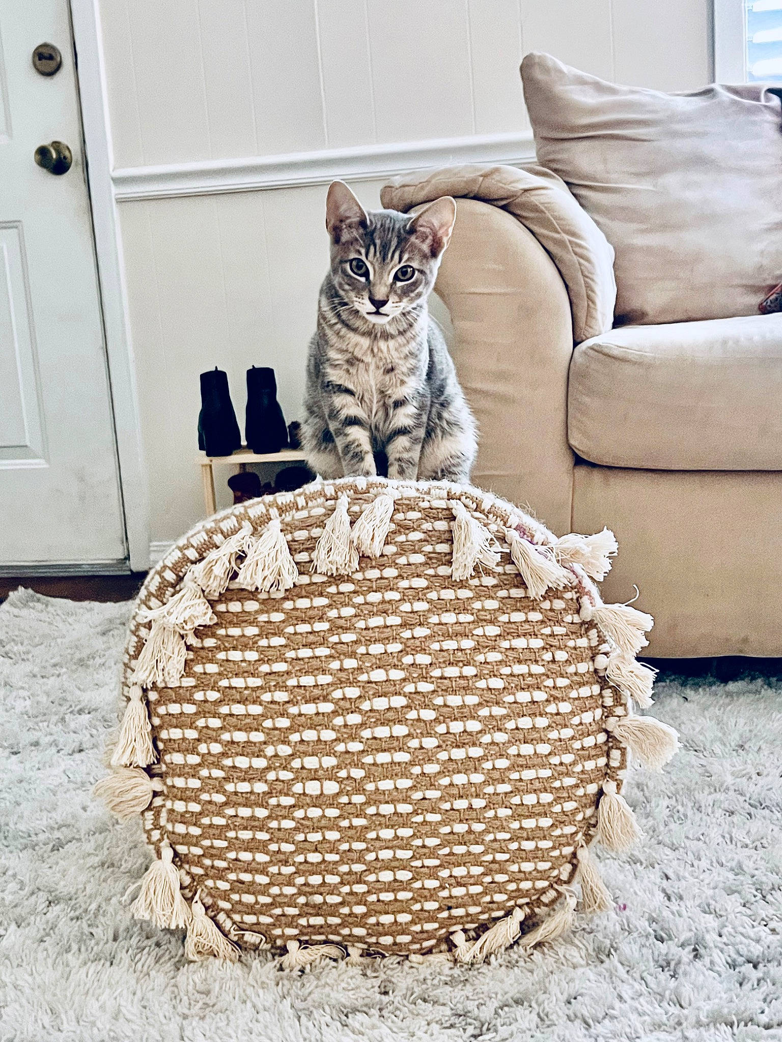 Ashton joined the competition — help win amazing prizes! bag, basket, carnivore, cat, comfort, couch, door, felidae, floor, flooring, linens, pattern, picnic_basket, rectangle, small_to_medium_sized_cats, storage_basket, studio_couch, whiskers, white, wood