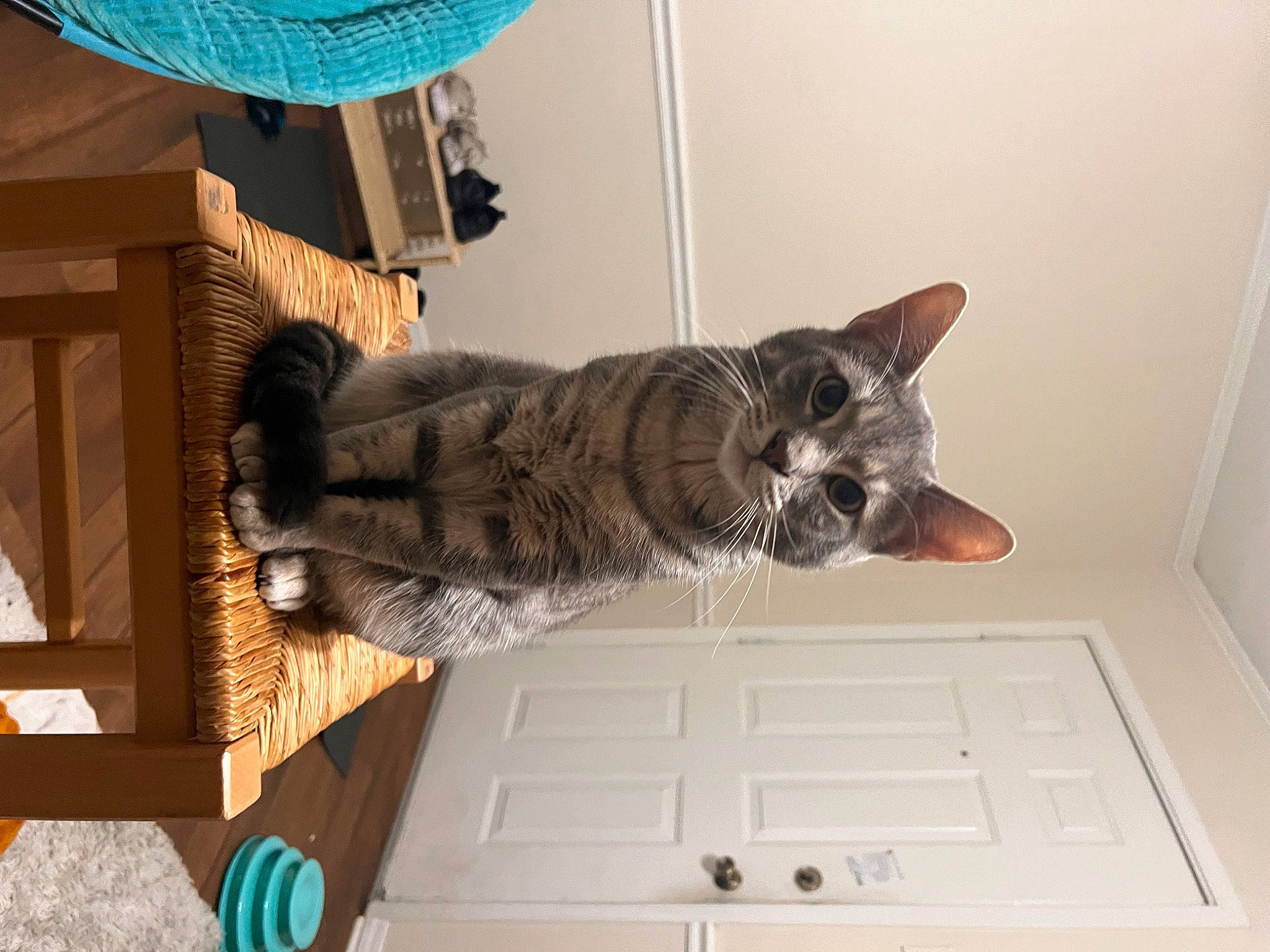 Ashton is registered to the contest to win money with this photo: carnivore, cat, claw, domestic_short_haired_cat, felidae, fur, paw, room, small_to_medium_sized_cats, space_bar, tail, whiskers, wood