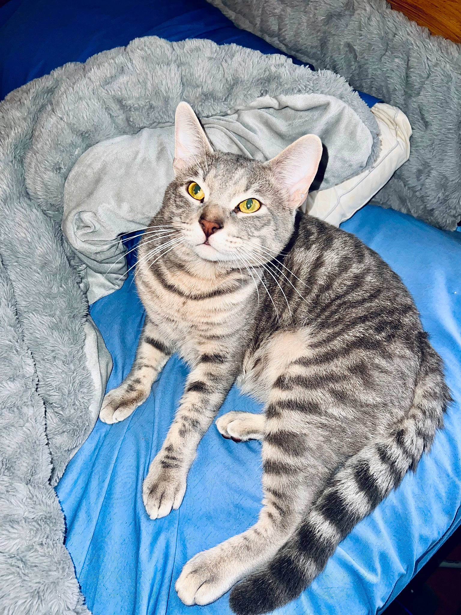 Ashton joined the competition — help win amazing prizes! art, carnivore, cat, comfort, domestic_short_haired_cat, electric_blue, felidae, fur, grey, illustration, linens, paint, painting, pattern, paw, small_to_medium_sized_cats, snout, tail, whiskers, window