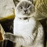U-Turn is registered to the contest to win money with this photo: cat, feline, pet, collar, indoor, paw, gray, white, relaxed, animal, fur, whiskers, ears, sitting, home, cozy, cute, mammal, furry, portrait