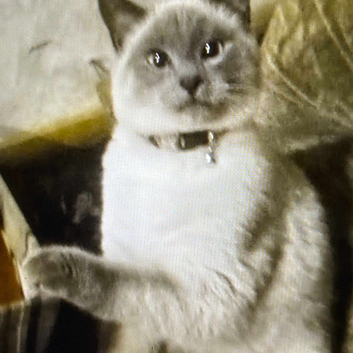 U-Turn is registered to the contest to win money with this photo: animal, cat, collar, cozy, cute, ears, feline, fur, furry, gray, home, indoor, mammal, paw, pet, portrait, relaxed, sitting, whiskers, white