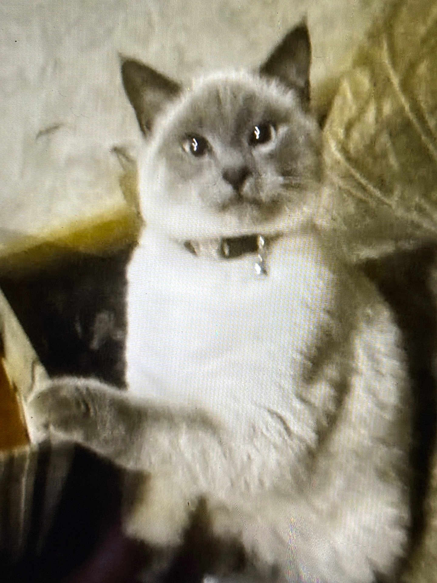 U-Turn is registered to the contest to win money with this photo: cat, feline, pet, collar, indoor, paw, gray, white, relaxed, animal, fur, whiskers, ears, sitting, home, cozy, cute, mammal, furry, portrait