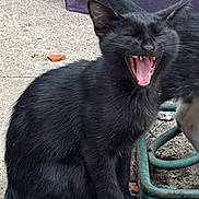 Sabbath is registered to the contest to win money with this photo: black_cat, cat, animal, pet, outdoor, concrete, yawning, feline, whiskers, tail, ears, sitting, mouth_open, teeth, fur, close_up, daylight, playful, cute, happy