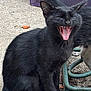 black_cat, cat, animal, pet, outdoor, concrete, yawning, feline, whiskers, tail, ears, sitting, mouth_open, teeth, fur, close_up, daylight, playful, cute, happy