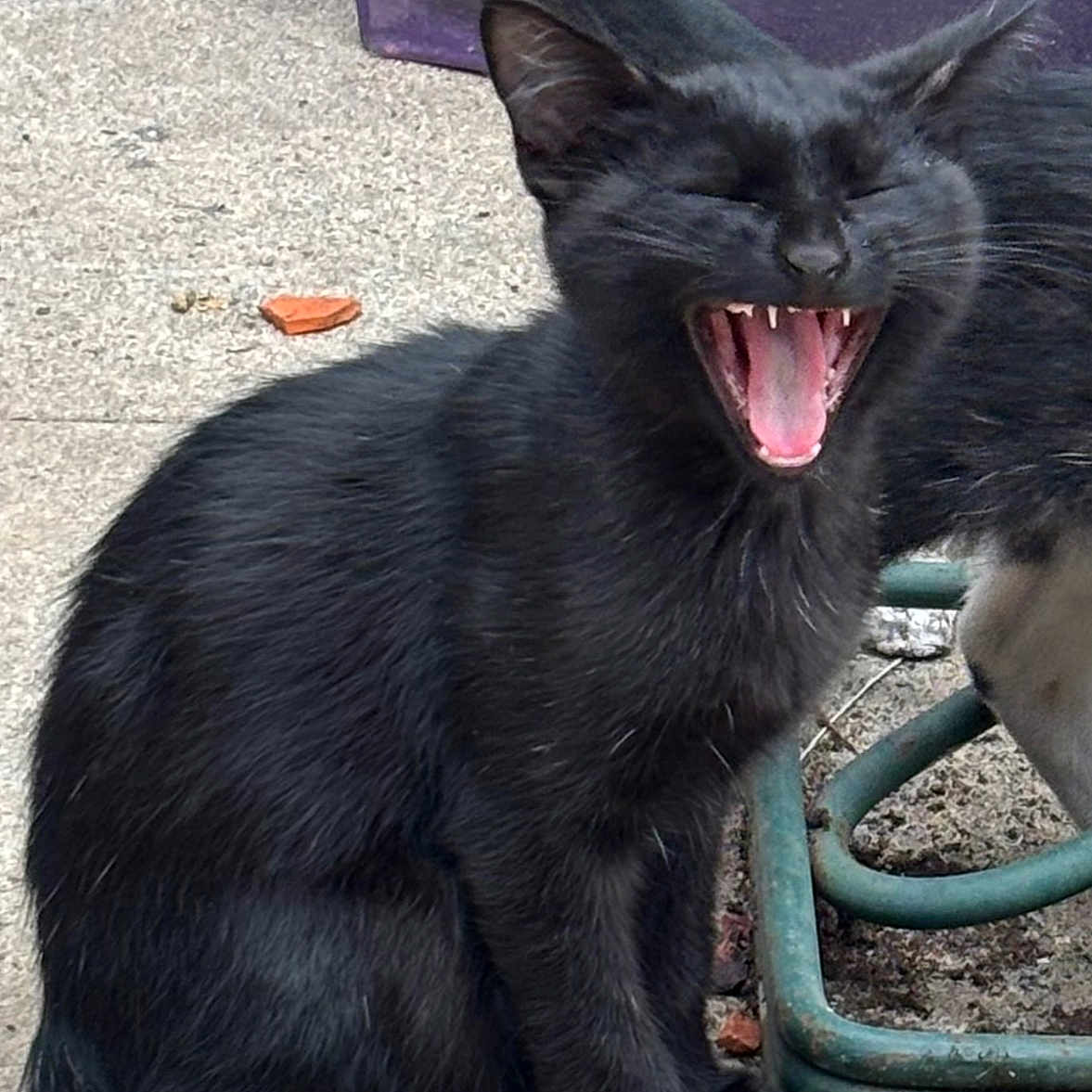 Sabbath is registered to the contest to win money with this photo: animal, black_cat, cat, close_up, concrete, cute, daylight, ears, feline, fur, happy, mouth_open, outdoor, pet, playful, sitting, tail, teeth, whiskers, yawning