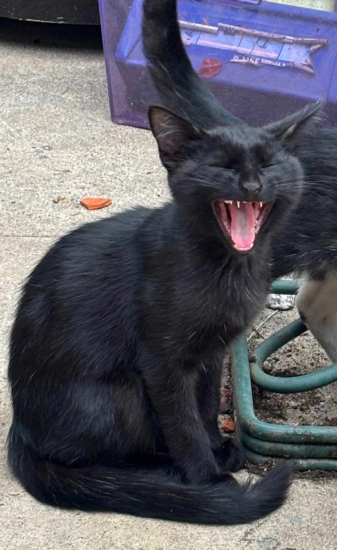 Sabbath is registered to the contest to win money with this photo: black_cat, cat, animal, pet, outdoor, concrete, yawning, feline, whiskers, tail, ears, sitting, mouth_open, teeth, fur, close_up, daylight, playful, cute, happy