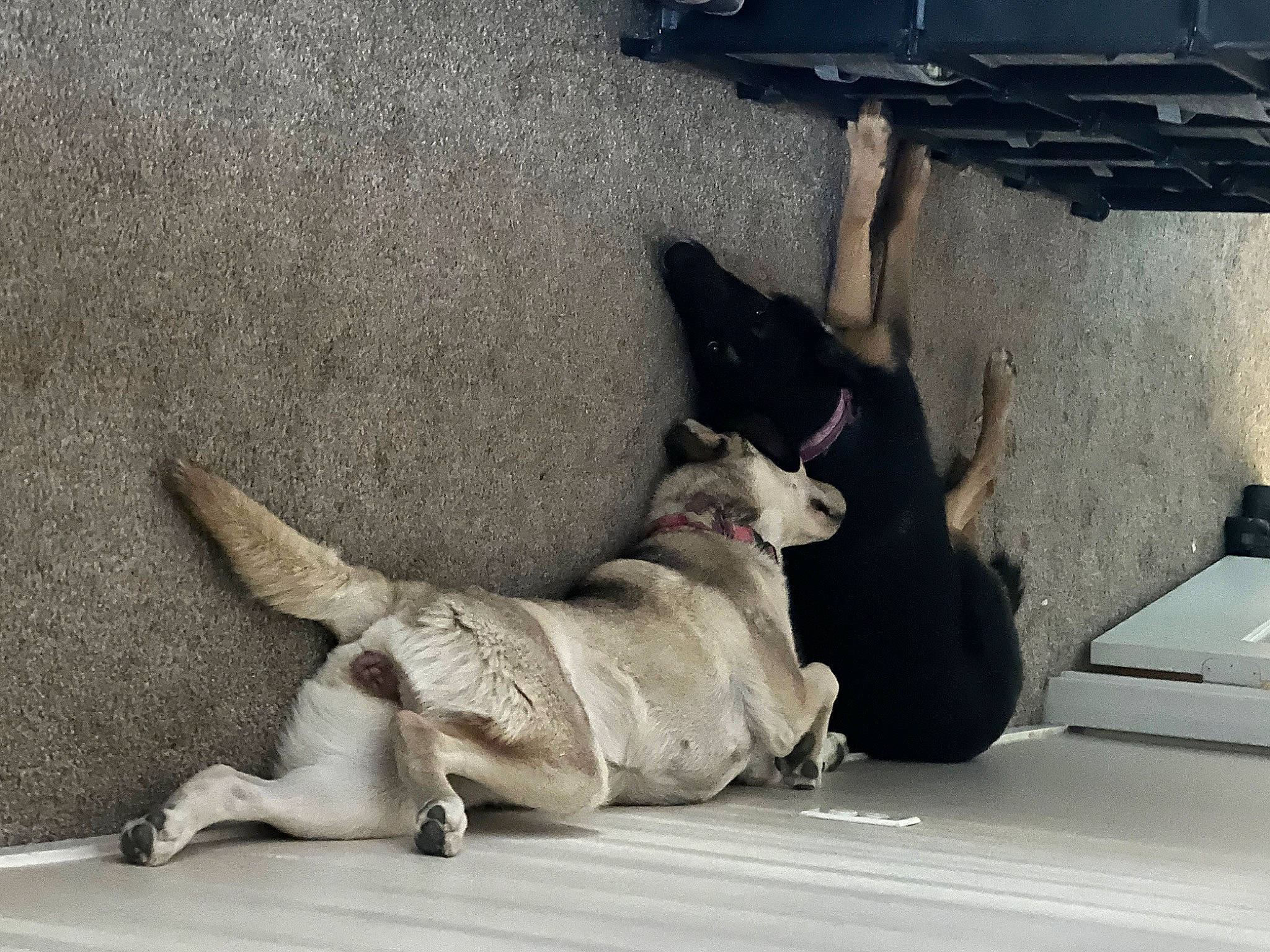 Nova joined the competition — help win amazing prizes! art, automotive_exterior, carnivore, comfort, companion_dog, dog, dog_breed, dog_supply, fawn, felidae, flooring, fur, grey, paw, shadow, sitting, tail, terrestrial_animal, toy_dog, working_animal