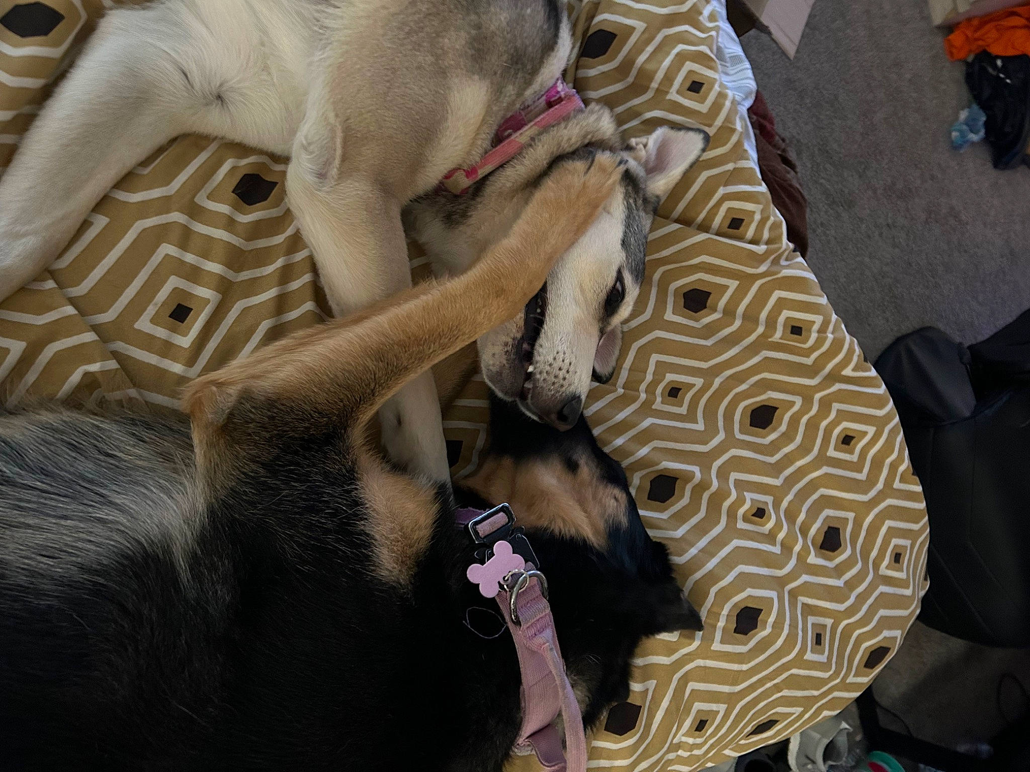 Nova joined the competition — help win amazing prizes! bag, canidae, carnivore, comfort, companion_dog, dog, dog_breed, fawn, felidae, fur, grey, luggage_and_bags, paw, snout, sporting_group, tail, terrestrial_animal, whiskers, working_animal