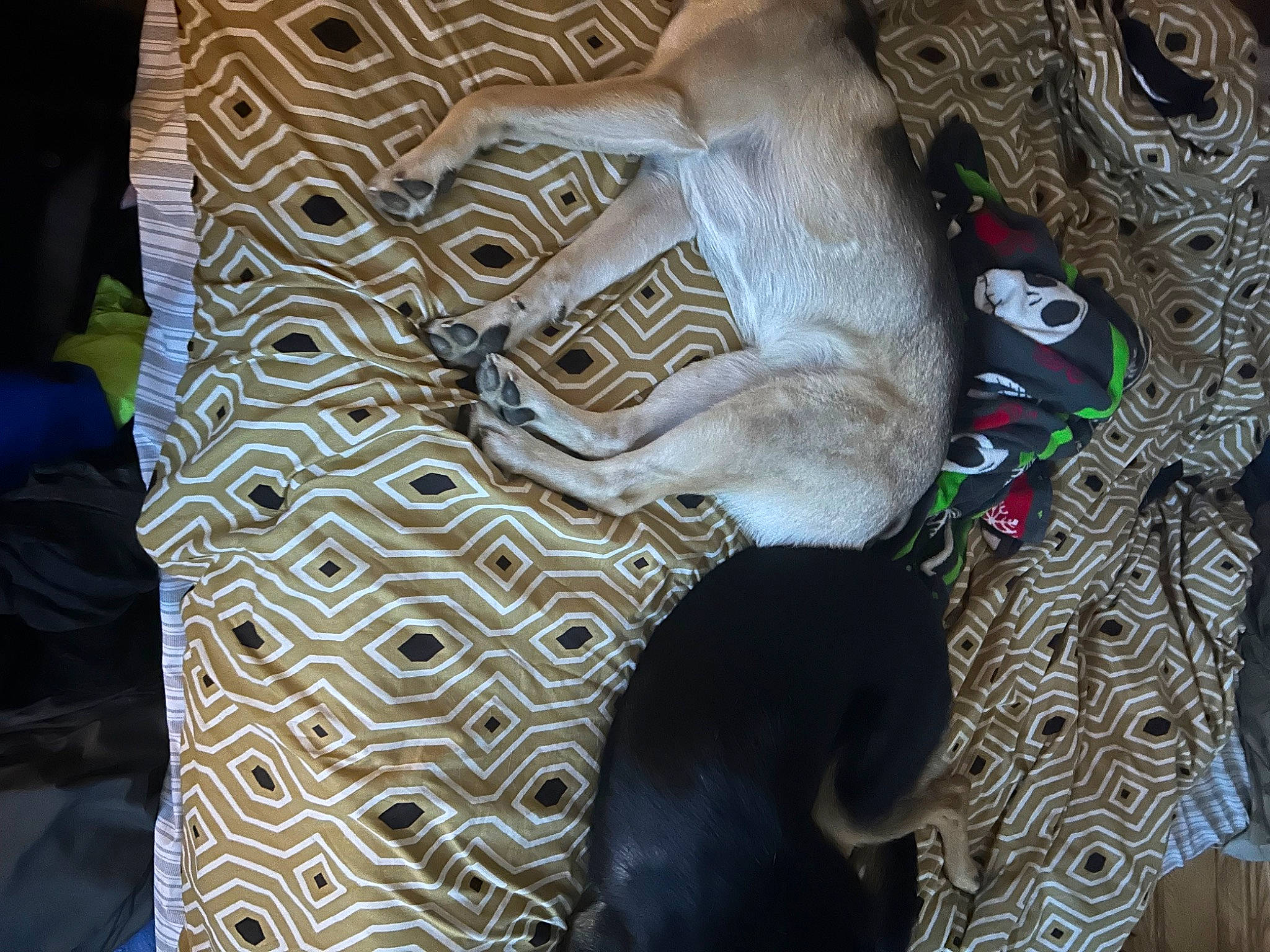 Nova is registered to the contest to win money with this photo: art, carnivore, chair, comfort, companion_dog, dog, dog_breed, fawn, flooring, fur, linens, musical_instrument, pattern, pet_supply, sporting_group, tail, terrestrial_animal, textile, visual_arts, working_animal