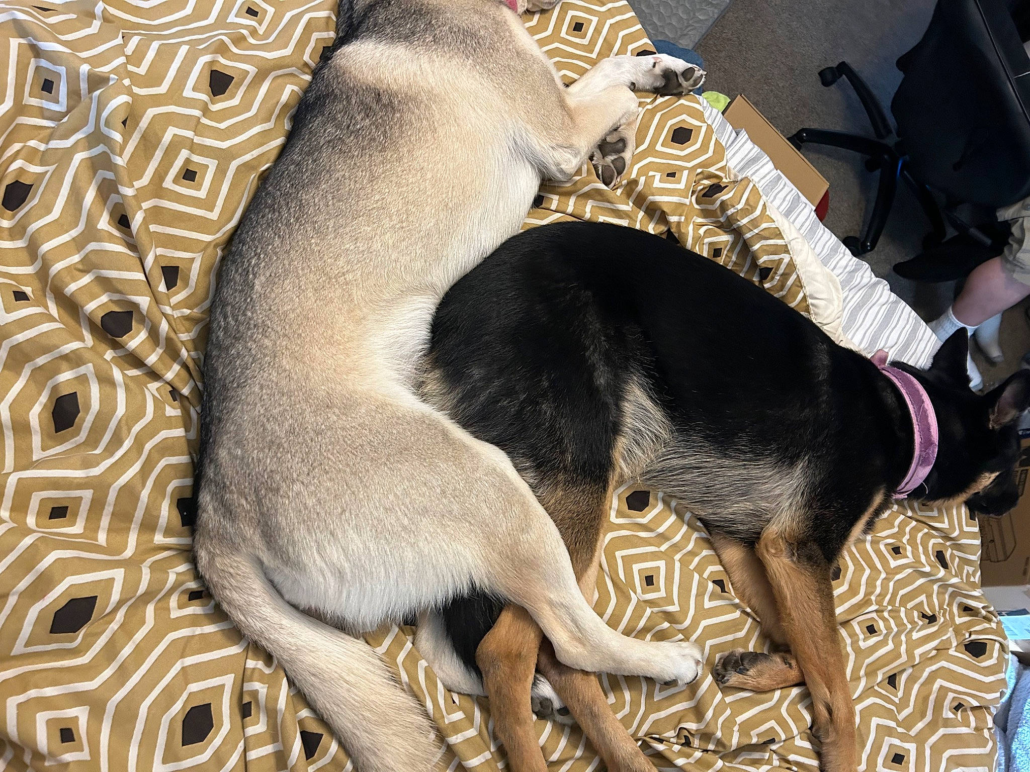 Nova is registered to the contest to win money with this photo: canidae, carnivore, collar, comfort, companion_dog, dog, dog_breed, fawn, guard_dog, hound, magyar_agar, montenegrin_mountain_hound, paw, rampur_greyhound, sighthound, snout, sporting_group, tail, terrestrial_animal, working_animal