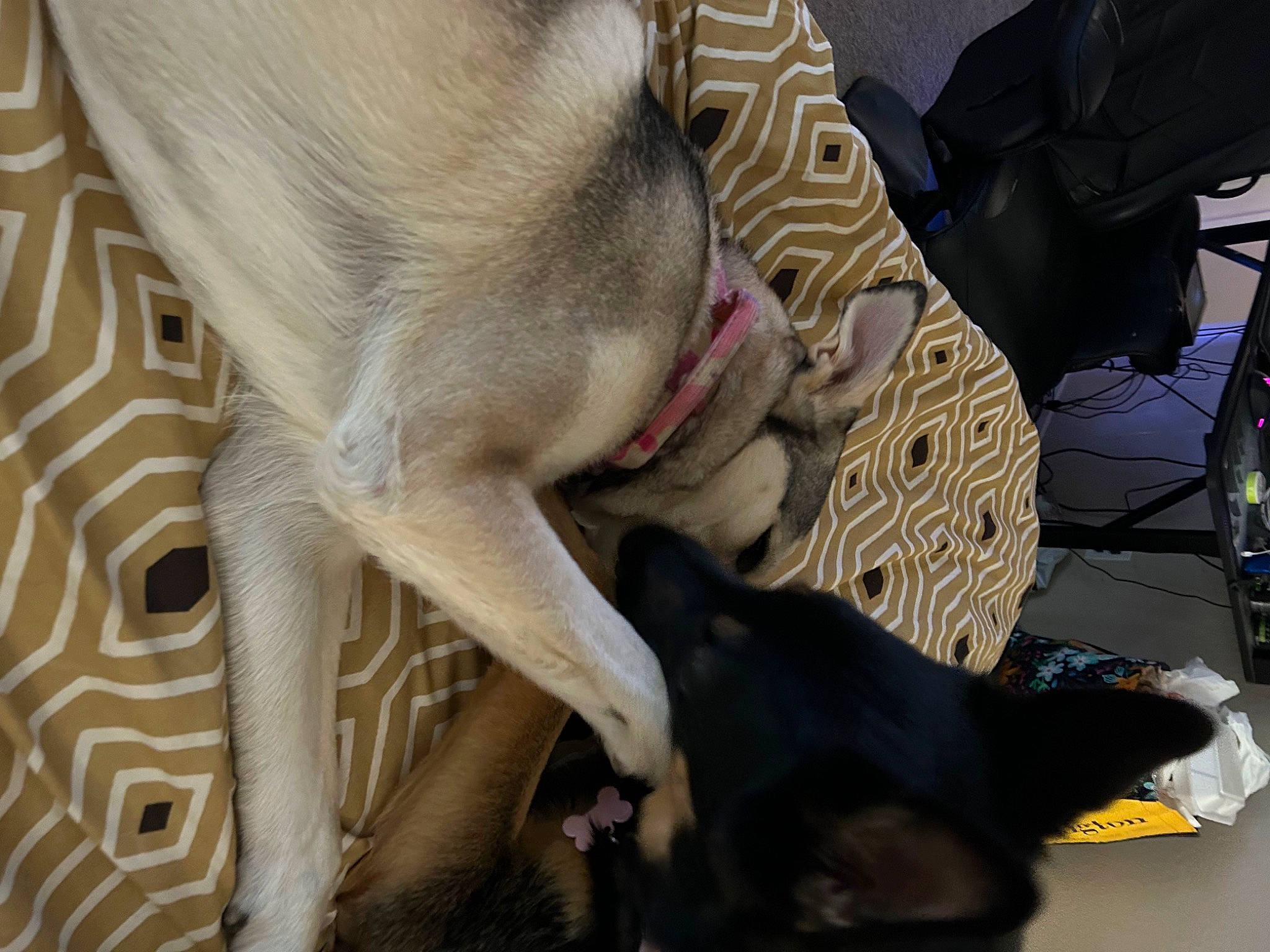 Zelda is registered to the contest to win money with this photo: canidae, carnivore, collar, comfort, companion_dog, dog, dog_breed, dog_collar, fawn, fur, liver, non_sporting_group, paw, pet_supply, snout, sporting_group, tail, terrestrial_animal, working_animal