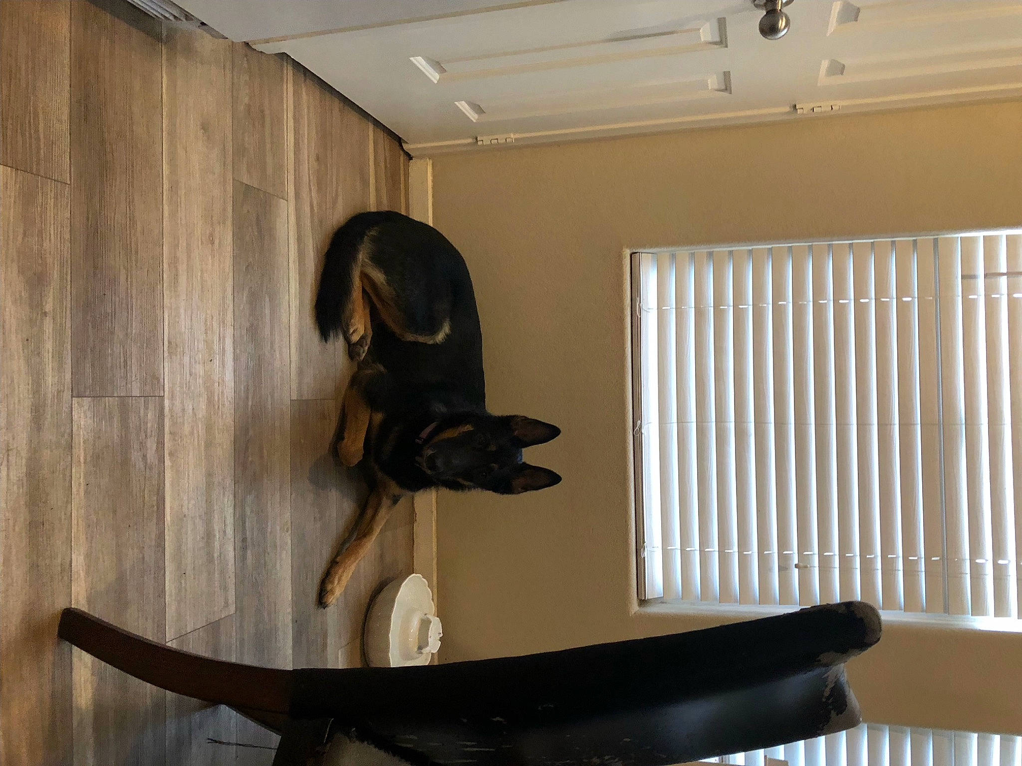 Zelda is registered to the contest to win money with this photo: art, building, ceiling, door, fish, flooring, hardwood, interior_design, lighting, metal, natural_material, room, shade, tail, tusk, visual_arts, window, wood, wood_stain, working_animal