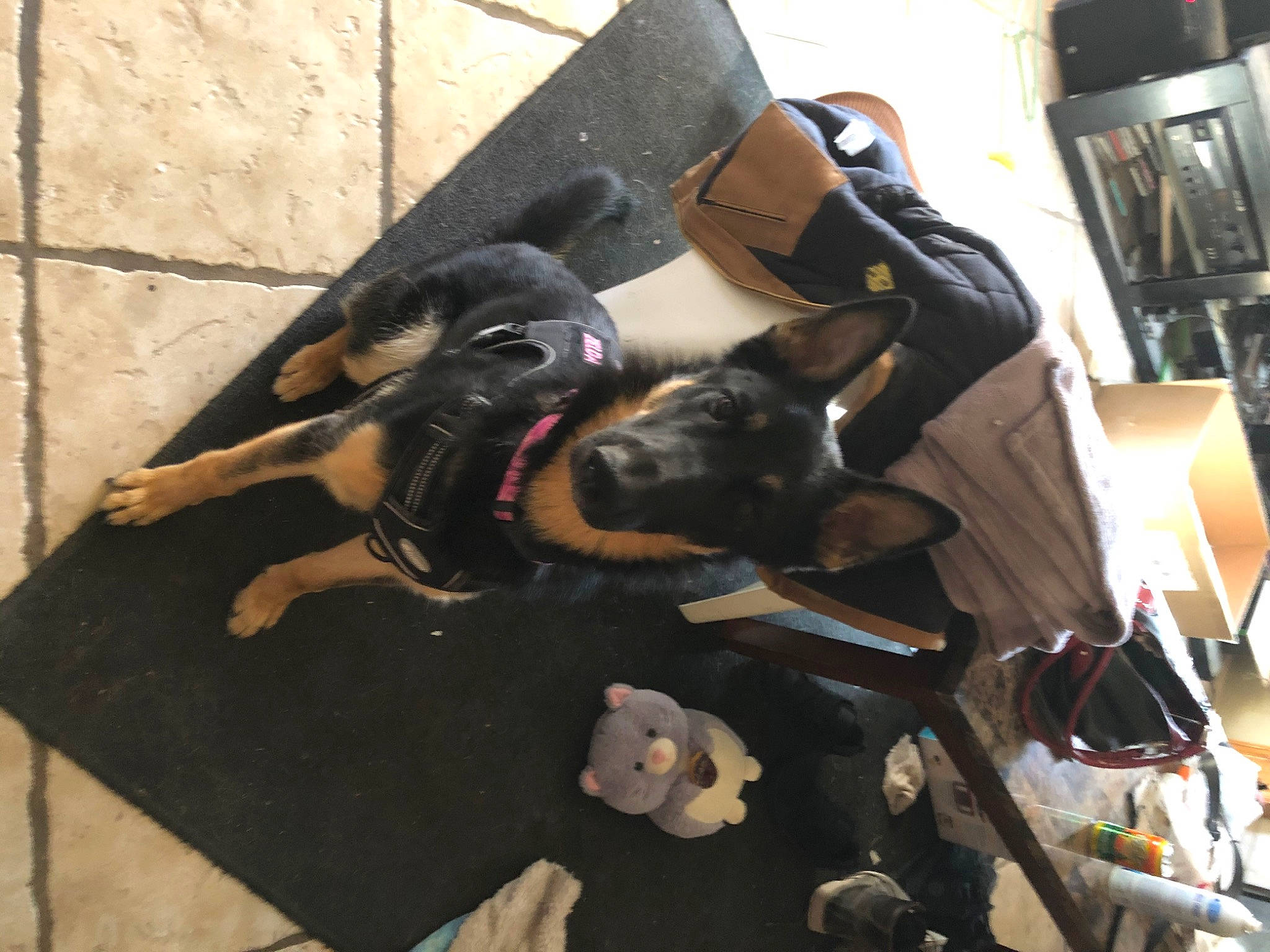 Zelda is registered to the contest to win money with this photo: bag, canidae, carnivore, companion_dog, dog, dog_breed, felidae, flooring, fur, guard_dog, luggage_and_bags, room, sporting_group, tail, toy_dog, working_animal