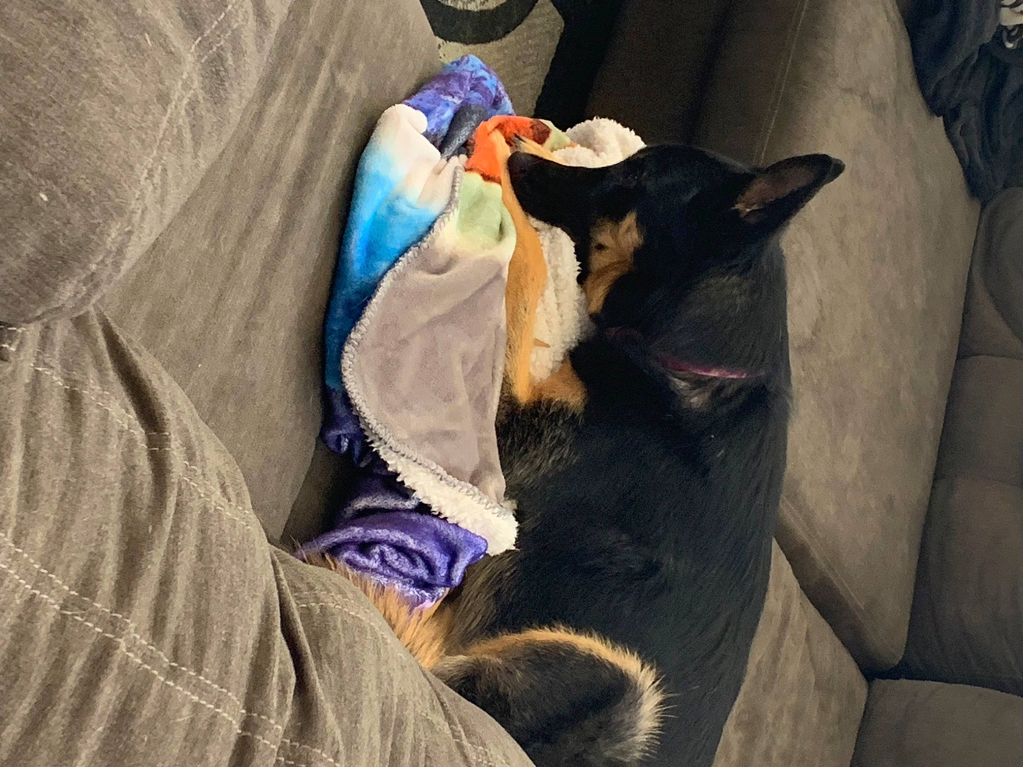 Zelda joined the competition — help win amazing prizes! canidae, carnivore, comfort, companion_dog, couch, dog, dog_breed, ear, fawn, felidae, fur, hat, linens, nap, small_to_medium_sized_cats, sporting_group, tail, textile, toy_dog, whiskers