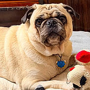 Willie joined the competition — help win amazing prizes! dog, pug, pet, animal, bed, plush_toy, indoor, cozy, furniture, wood, collar, tag, resting, looking, cute, domestic, mammal, canine, comfort, portrait