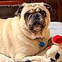 dog, pug, pet, animal, bed, plush_toy, indoor, cozy, furniture, wood, collar, tag, resting, looking, cute, domestic, mammal, canine, comfort, portrait