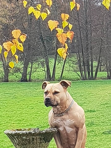 Izma participe au concours pour gagner de l'argent avec cette photo : carnivore, collar, companion_dog, deciduous, dog, dog_breed, dog_collar, fawn, grass, landscape, liver, plant, snout, sporting_group, tail, tree, trunk, twig, wildlife, working_animal