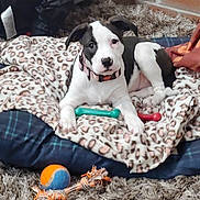 Kali joined the competition — help win amazing prizes! puppy, dog, pet, blanket, dog_bed, toy, ball, rope_toy, carpet, indoor, black_and_white, collar, fur, cute, animal, relaxing, looking, ears, floor, cozy